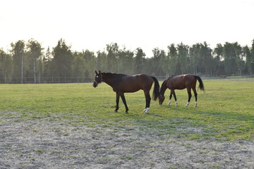 year-old landscape in the stable, two brown-colored horses in blue harness, grazing on green grass