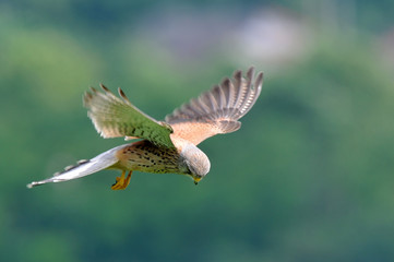 faucon crécerelle