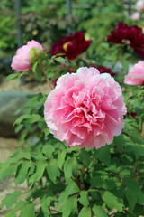Fototapeta premium 牡丹の花