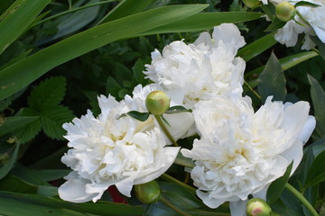 close-up of a beautiful peony flower gently white with green leaves and buds on a soft blurred background
