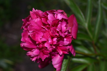 close-up of a beautiful peony flower of Burgundy color with green leaves on a soft blurred background