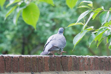 A pigeon stands on a brick wall near to trees