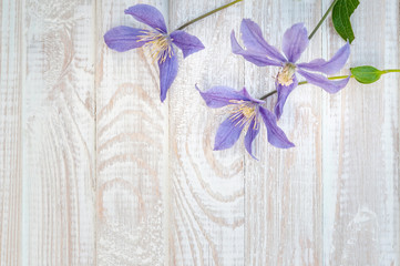 purple flowers on white wooden background, soft focus