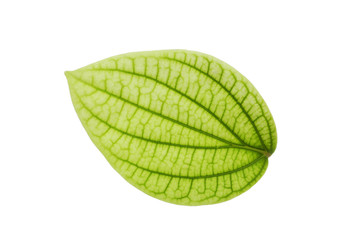 Obraz premium Fresh green pepper leaf isolated