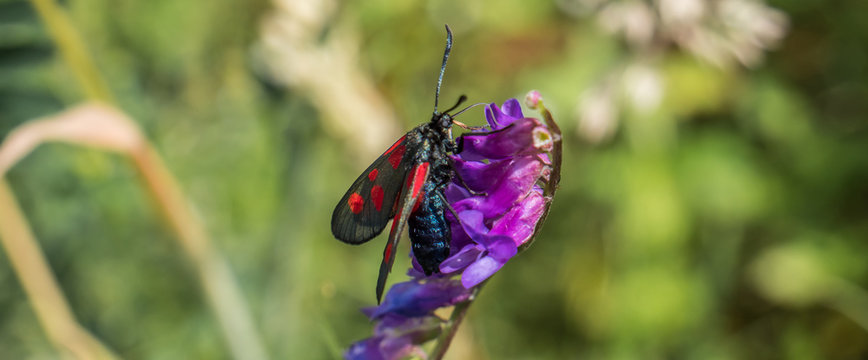 Bblutstr&ouml;pfchen,Widderchen an einer Blume