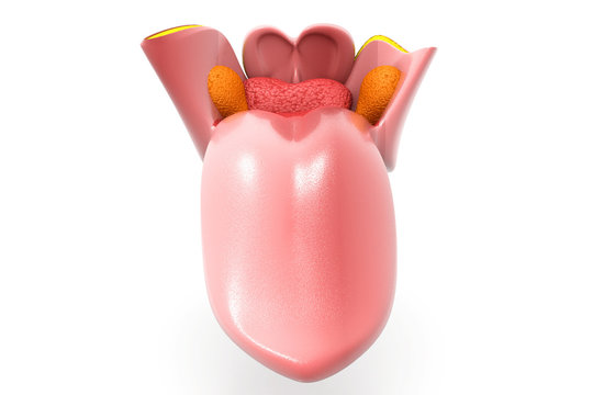 Human Tongue