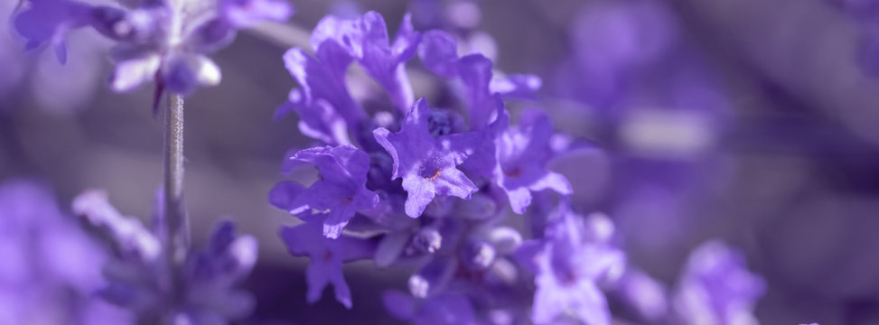field lavender flower background