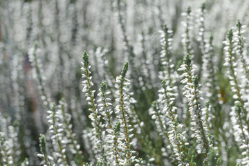  whit eevergreen heather