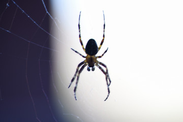 spider web insect - obrazy, fototapety, plakaty