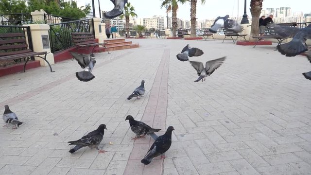 Chasing birds street pigeons fly away from camera on Malta embankment slow motion