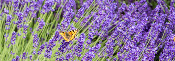 Panorama Lavendelfeld mit Schmetterling