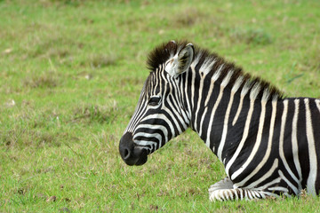 Fototapeta na wymiar Portrait of a Zebra foal with tired facial expression resting in the wild in South Africa.