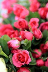 Pink roses bud in flowers bouquet.