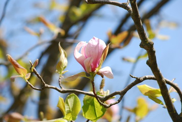 Magnolia