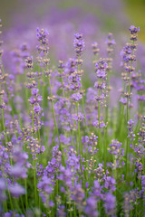 Purple lavender flowers in a field