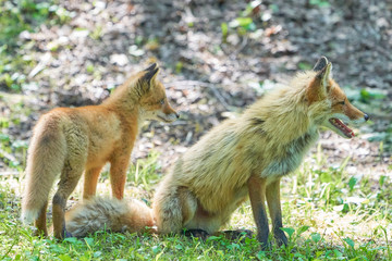 キタキツネの親子
