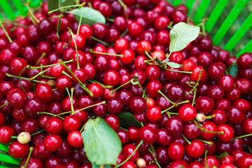 Ripe cherries with stalks and leaves in basket after harvest