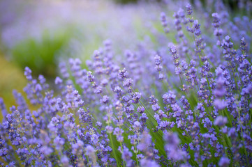 Obraz premium Soft focus of lavender flowers under the sunrise light