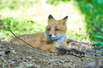 キタキツネの子供

