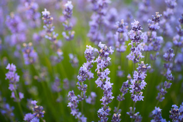 Soft focus on lavender flowers in flower garden. lavender flowers lit by sun rays