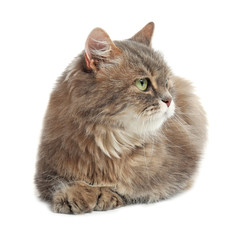 Cute fluffy cat on white background