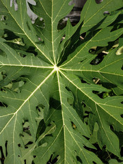 papaya leaf texture