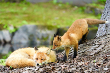 キタキツネの親子
