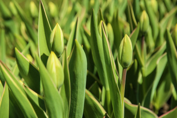 Tulip buds on spring day outdoors
