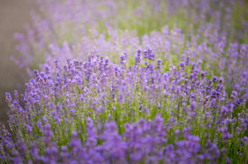 Close up of blossoming lavender in a field.