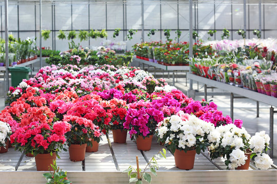 Abundance of plants with colorful flowers in greenhouse