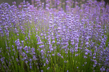 Obraz premium Lavender Fields. Rows Of Lavender Plants Blossoming In A Farm.