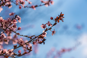 Cherry/Peach tree with flowers