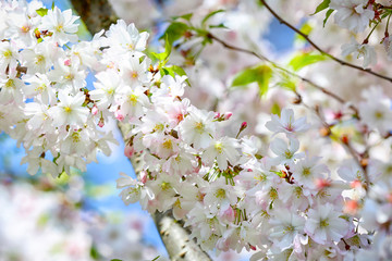 Beautiful blossoming tree branches outdoors