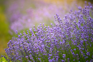 Lavender growing in a field. Lavender is a beautiful aroma herbal flower. Close-up view lavenders