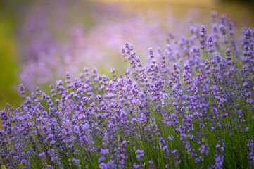 Obraz na płótnie Canvas Beautiful colors purple lavender flowers in garden.
