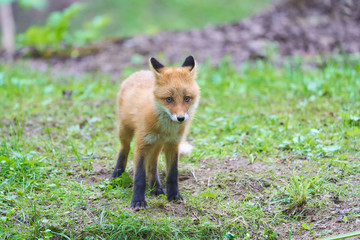 キタキツネの子供
