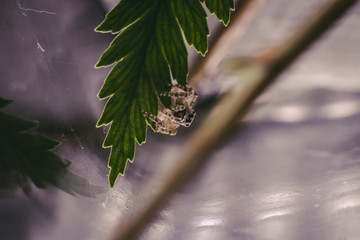 araña