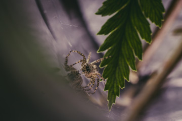 araña