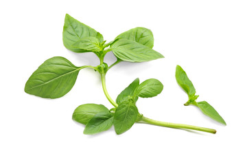 Fresh basil on white background