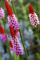 Orchids primula- Primula Vialii has beautiful red-pink flowers