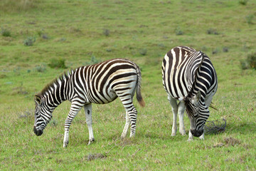 Fototapeta na wymiar A pregnant Zebra with foal grazing in the wild in South Africa.