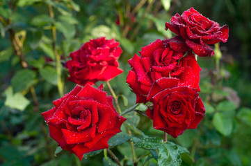 Beautiful red roses in the garden with rain drops of water on the green leaf. Bouquet of roses for Valentine Day - outdoors.