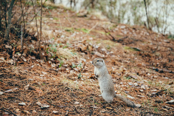 Naklejka na ściany i meble Small furry gopher stands on its hind paws in forest among fallen leaves in autumn. Little brave spermophilus citellus poses on forest trail.