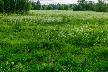 Obraz premium Field of flowers in summer, Russia