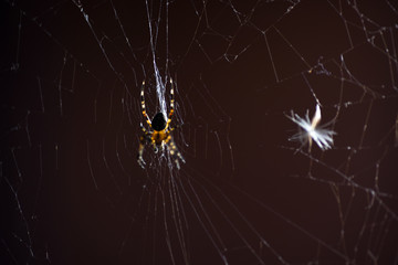 spider web insect