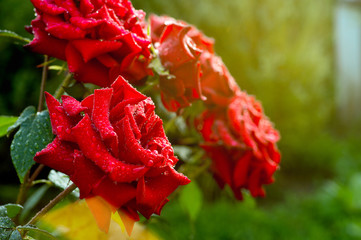 Flower red rose on a Sunny morning in drops of dew