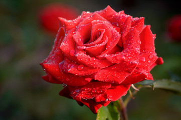 Dew drops on petals of red rose.