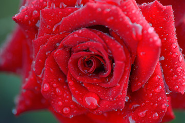 Large drops of dew on a red rose flower