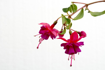 Close up of a branch with blooming pink fuchsia flowers isolated against white background