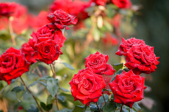 image of red roses flowers on a green background